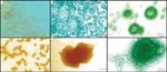 Annual Overview 2016/17 - NATIONAL INSTITUTE FOR COMMUNICABLE DISEASES - NICD