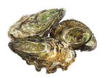 A Blueprint for Action 2015-2020 - Oyster Restoration and Protection Plan for North Carolina: North Carolina Coastal ...