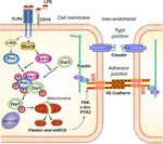 Essential role for paxillin tyrosine phosphorylation in LPS induced mitochondrial fission, ROS generation and lung endothelial barrier loss