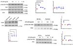 Essential role for paxillin tyrosine phosphorylation in LPS induced mitochondrial fission, ROS generation and lung endothelial barrier loss