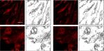Essential role for paxillin tyrosine phosphorylation in LPS induced mitochondrial fission, ROS generation and lung endothelial barrier loss