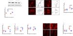 Essential role for paxillin tyrosine phosphorylation in LPS induced mitochondrial fission, ROS generation and lung endothelial barrier loss