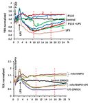 Essential role for paxillin tyrosine phosphorylation in LPS induced mitochondrial fission, ROS generation and lung endothelial barrier loss