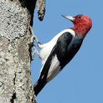 Red-headed Woodpecker Minnesota Conservation Plan