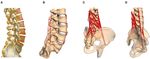 Load Distribution in the Lumbar Spine During Modeled Compression Depends on Lordosis - DORA 4RI