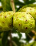 Samoa Noni (Nonu) MARKET STUDY - PHAMA Plus