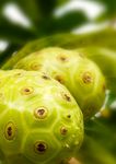Samoa Noni (Nonu) MARKET STUDY - PHAMA Plus