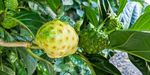 Samoa Noni (Nonu) MARKET STUDY - PHAMA Plus