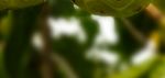 Samoa Noni (Nonu) MARKET STUDY - PHAMA Plus