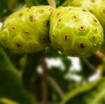 Samoa Noni (Nonu) MARKET STUDY - PHAMA Plus