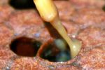 Honey Bee Diseases: American Foulbrood - Penn State ...