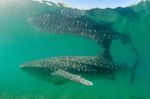 Whale watching in Baja California, Mexico - Mark Carwardine