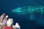 Whale watching in Baja California, Mexico - Mark Carwardine