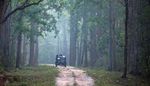 Just Tigers And Golden Triangle Tour - 15 nights, 16 days - Nature Safari India