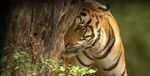 Just Tigers And Golden Triangle Tour - 15 nights, 16 days - Nature Safari India
