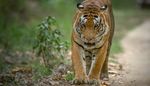 Just Tigers And Golden Triangle Tour - 15 nights, 16 days - Nature Safari India