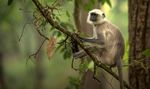 Just Tigers And Golden Triangle Tour - 15 nights, 16 days - Nature Safari India
