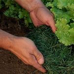 Vegetable Garden Weed Management - Tony Koski, Extension Turf Specialist - Colorado Master ...