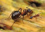 Guide to the Wood Ants of the UK - and related species - Cairngorms Nature BIG ...