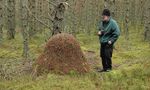 Guide to the Wood Ants of the UK - and related species - Cairngorms Nature BIG ...