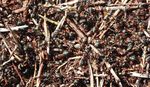 Guide to the Wood Ants of the UK - and related species - Cairngorms Nature BIG ...