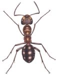 Guide to the Wood Ants of the UK - and related species - Cairngorms Nature BIG ...