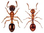 Guide to the Wood Ants of the UK - and related species - Cairngorms Nature BIG ...
