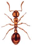 Guide to the Wood Ants of the UK - and related species - Cairngorms Nature BIG ...