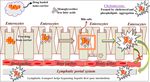 Nanostructured lipid carrier system: A compendium of their formulation development approaches, optimization strategies by quality by design, and ...