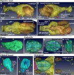 3D reconstruction of structures of hatched larva and young juvenile of the larvacean Oikopleura dioica using SBF SEM - Nature