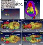 3D reconstruction of structures of hatched larva and young juvenile of the larvacean Oikopleura dioica using SBF SEM - Nature