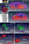 3D reconstruction of structures of hatched larva and young juvenile of the larvacean Oikopleura dioica using SBF SEM - Nature