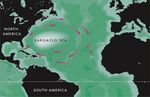 What is Sargassum? Issue 28, Winter 2022 - MASGP-22-001-04 - Figure 1: The two species of Sargassum common to our area. From Doyle