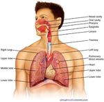 Cancer Association of South Africa (CANSA)