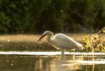 Candidate Information and Application Pack 2021 - bbowt