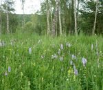 Candidate Information and Application Pack 2021 - bbowt