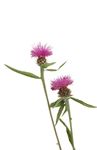 Candidate Information and Application Pack 2021 - bbowt