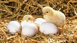 LEY HILL & BOTLEY NEWS & VIEWS - SPRING 2022 So many chicks Fluffy and strong Peep, peep, peeping