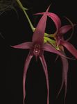MEDIA KIT ORCHIDS / THE BULLETIN OF THE AMERICAN ORCHID SOCIETY