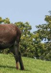 THE DONKEY SANCTUARY TRUSTEES REPORT AND ACCOUNTS 2012