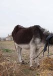 THE DONKEY SANCTUARY TRUSTEES REPORT AND ACCOUNTS 2012