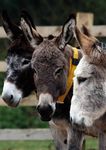 THE DONKEY SANCTUARY TRUSTEES REPORT AND ACCOUNTS 2012