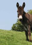 THE DONKEY SANCTUARY TRUSTEES REPORT AND ACCOUNTS 2012