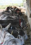 THE DONKEY SANCTUARY TRUSTEES REPORT AND ACCOUNTS 2012
