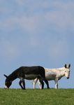 THE DONKEY SANCTUARY TRUSTEES REPORT AND ACCOUNTS 2012
