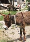 THE DONKEY SANCTUARY TRUSTEES REPORT AND ACCOUNTS 2012