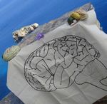 Hellenic Society for Neurosciences, Greece - Belgian Brain ...