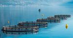 Fish and Seafood GUIDELINE FOR - REWE Group