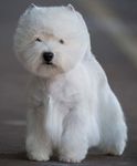 West Highland Terrier - Plush Puppy