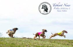 Summer Edition - Afghan Hound Club of America